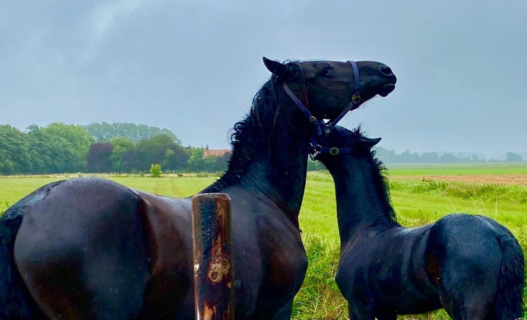 فيلا Natuurhuis Zeeuwse Rust Voor Wandelingen Aan Zee, Fietstochten In Natuur En Culinair Genieten IJzendijke المظهر الخارجي الصورة